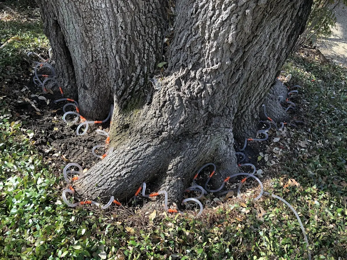 Detailed Tree Cabling and Bracing job site in Corn
